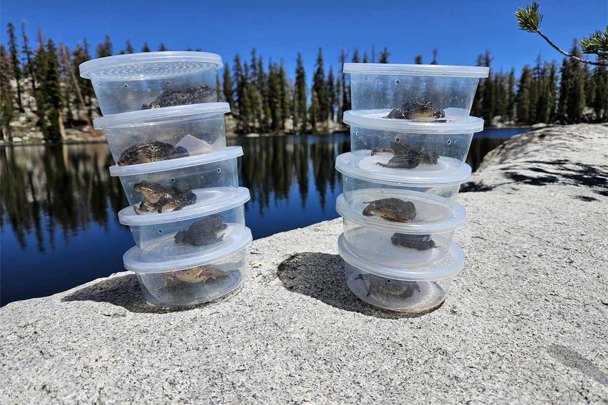 Two stacks of plastic tubs containing frogs rest on a boulder on the shore of an alpine lake