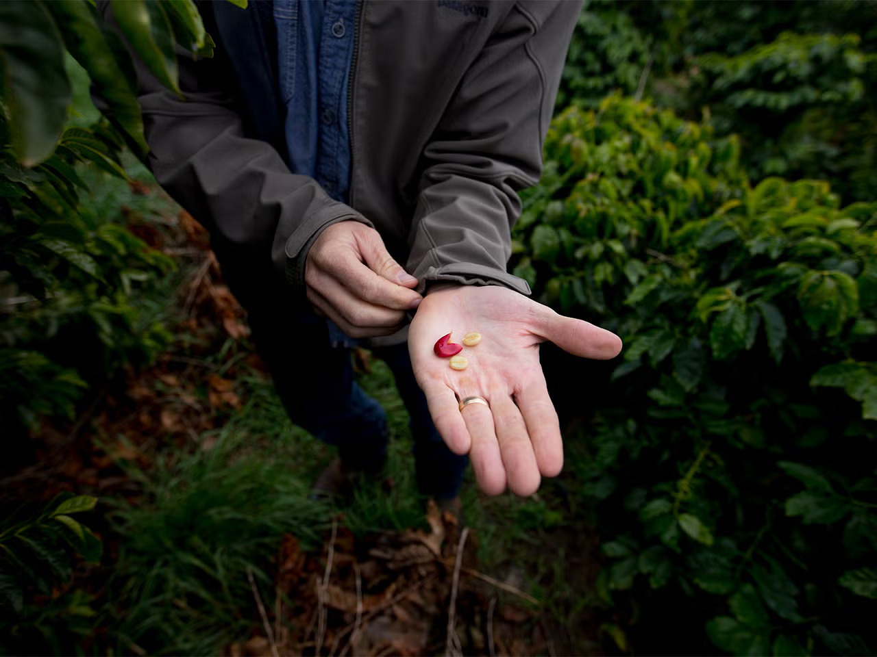 A man holds a squeezed coffee bean, with its red shell and two peanut-looking halves, on his palm, surrounded by dark greenery