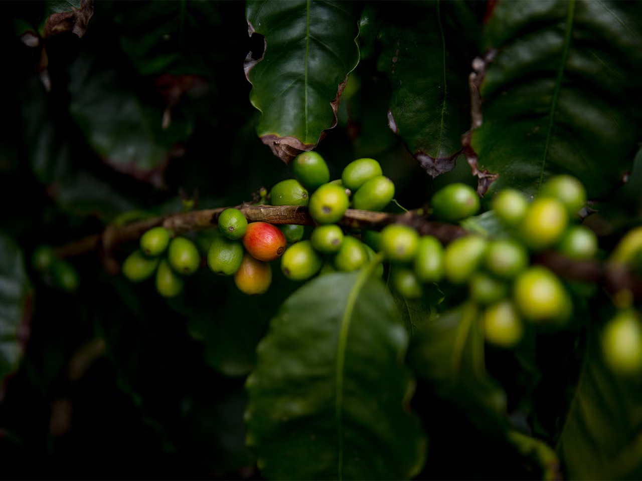 Cherries, one red, one yellowish, mostly green, somewhat in focus, with green leaves framing them