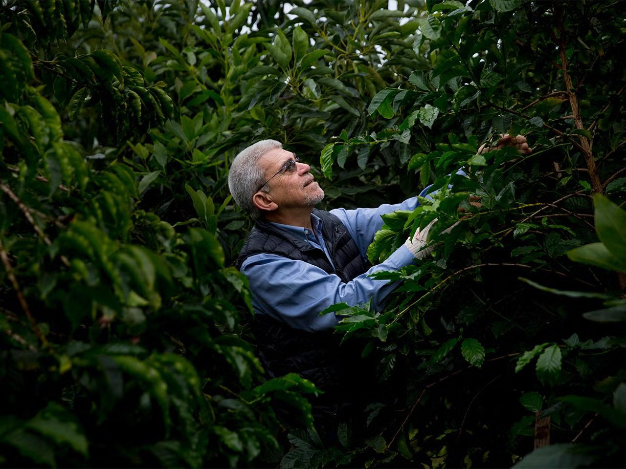 A man with white hair, glasses and a white beard, in a puffy vest, looks up and reaches into the greenery that surrounds him