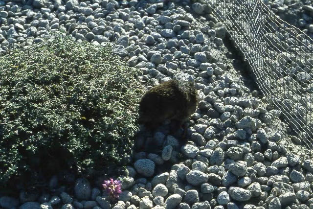 A gopher near a clump of vegetation on a gravely surface, a small fence nearby