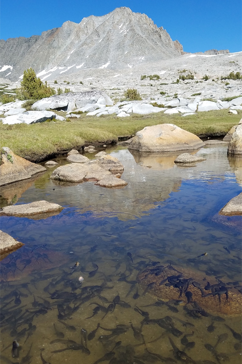 A an alpine lake with tadpoles swimming in the water, with a rocky landscape and a bare mountain peak in the background