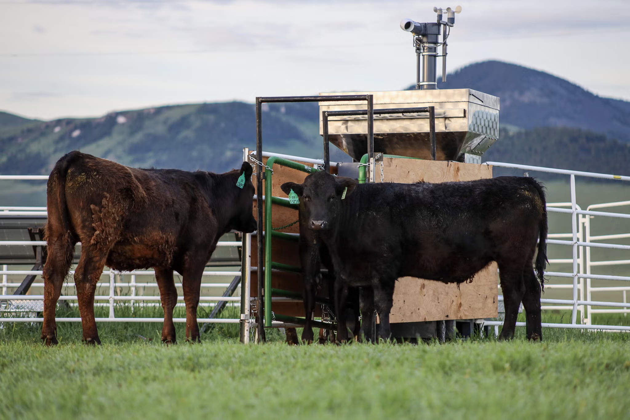 cattle in a pen