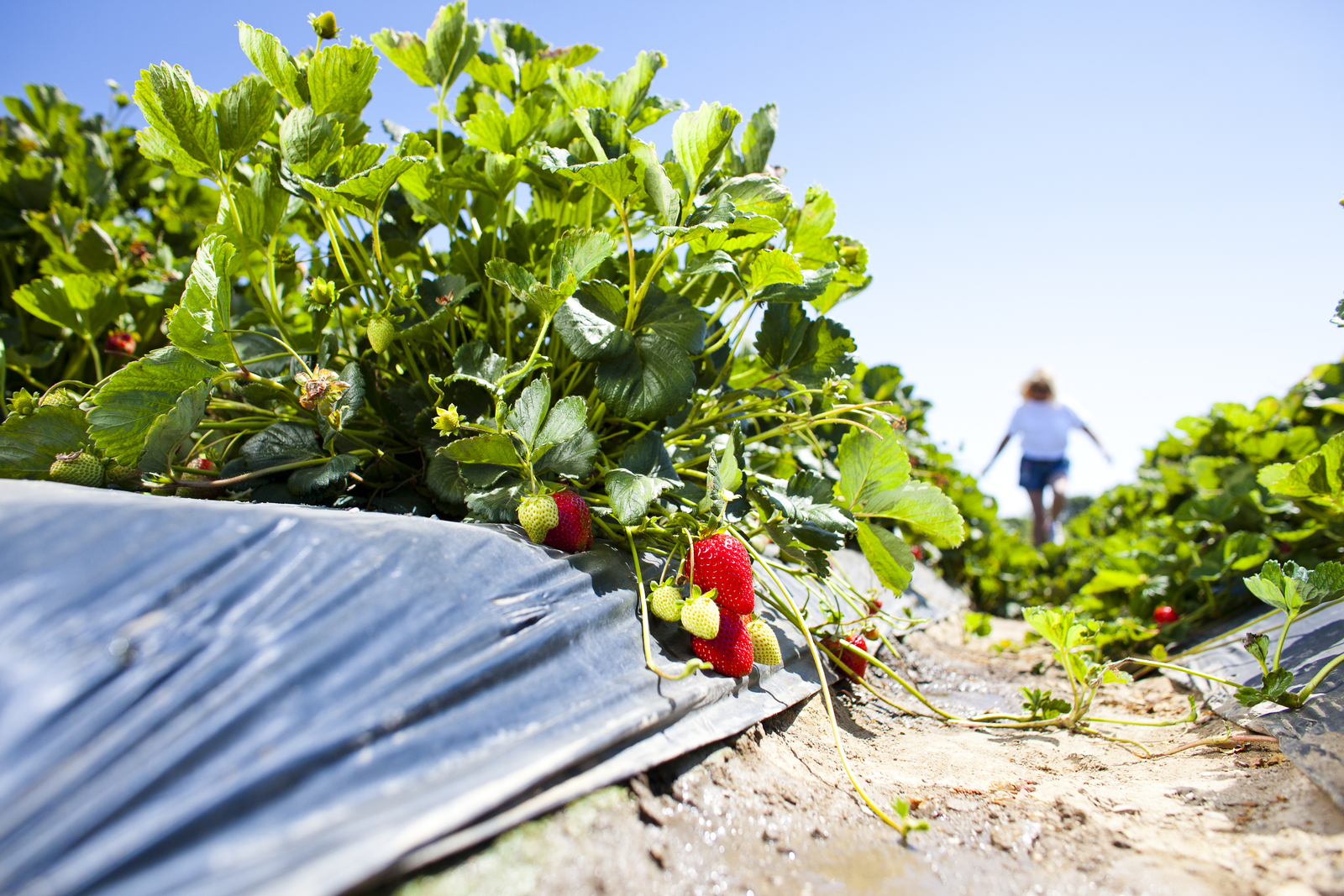 A row of strawberry plants photographed from ground level. A person wearing a straw hat walks away from the camera in the distance.