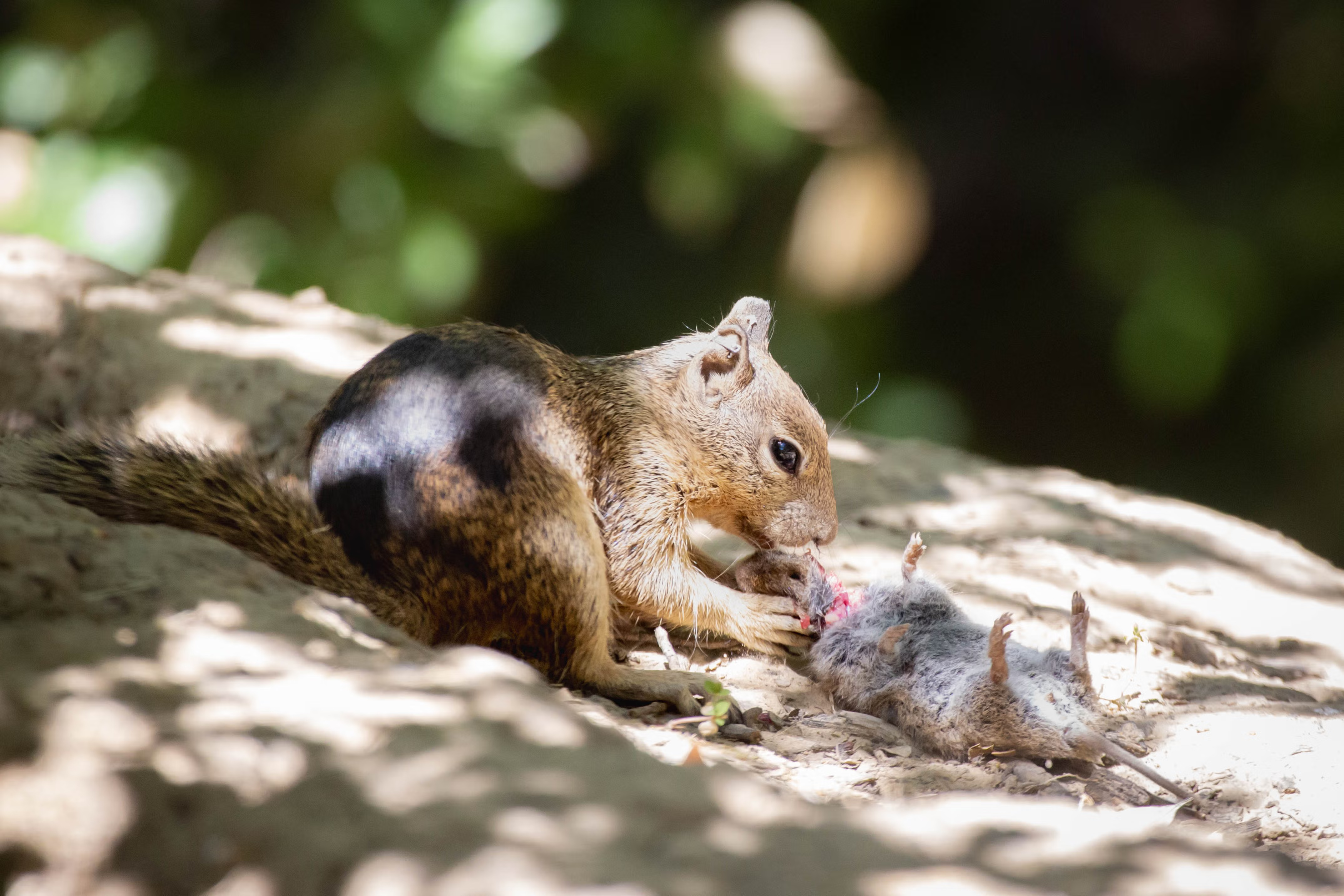 On a rock in dappled sunlight, a California ground squirrel eats a dead vole