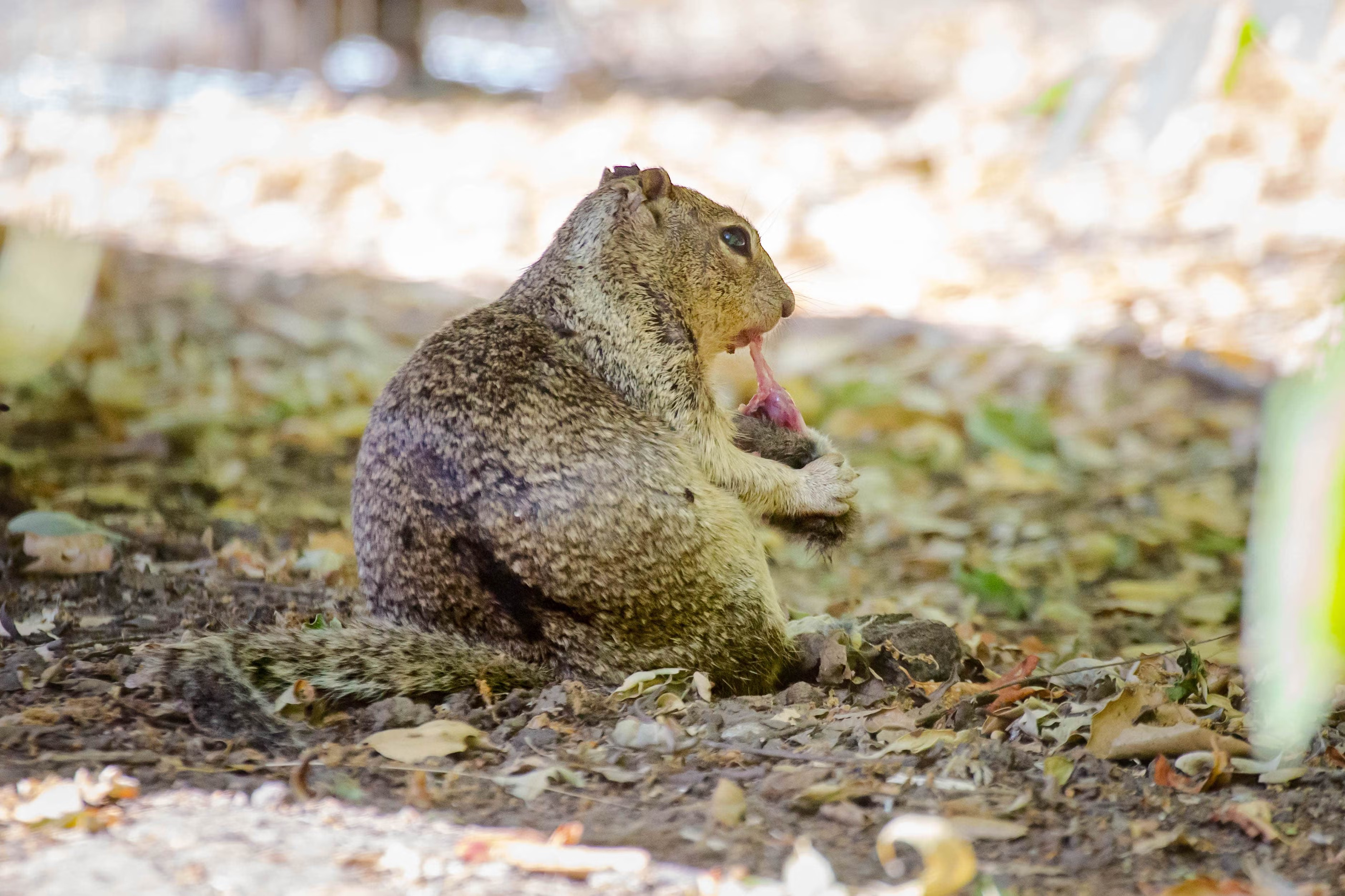 A California ground squirrel on a small leaf-littered ground eats a dead vole