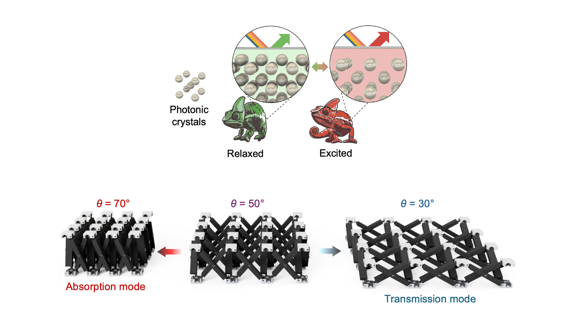 An illustration showing a chameleon's color-changing mechanism compared to the new metamaterial 