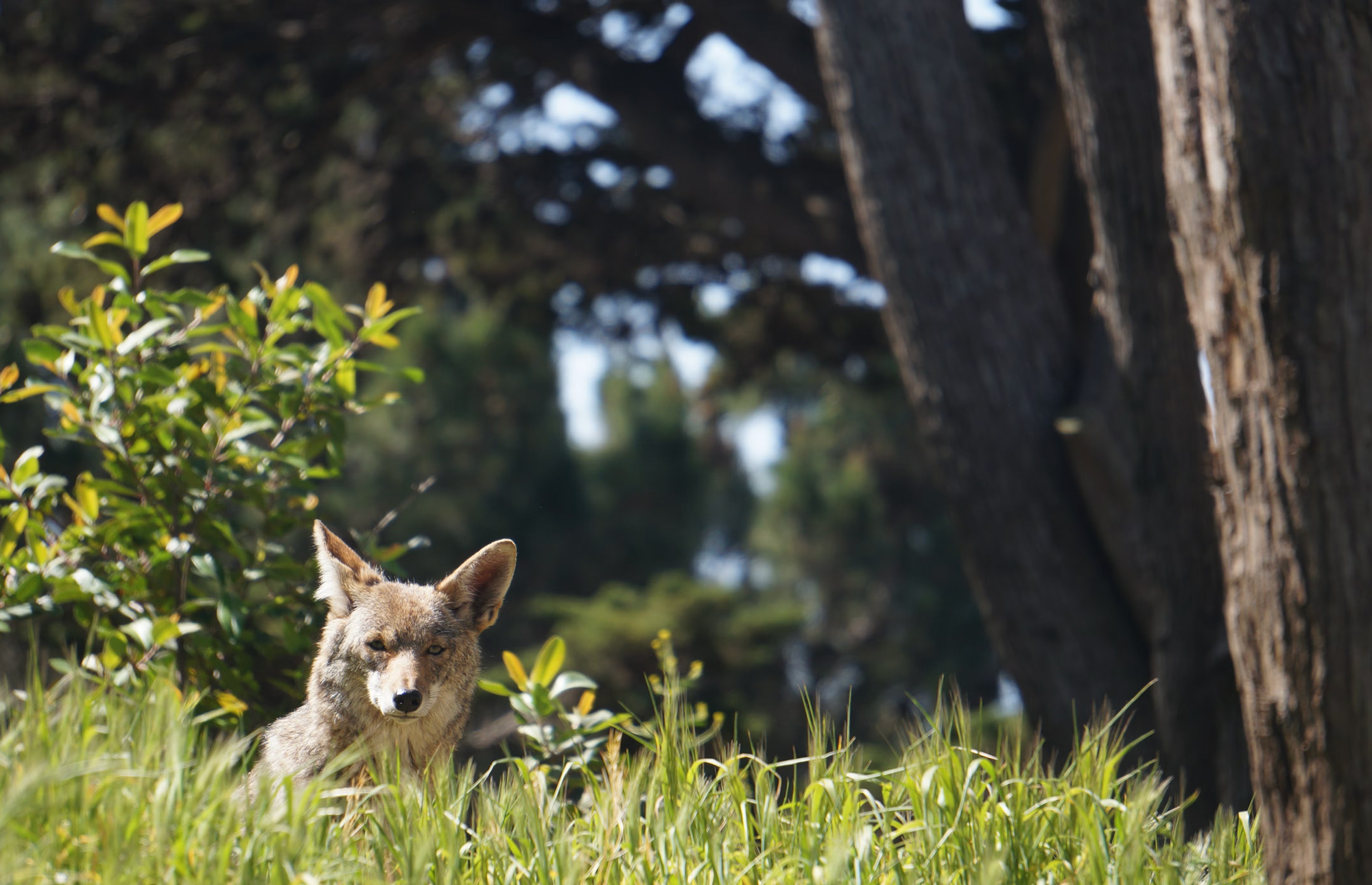 A coyote sits in the grass, with shrubs and trees in the background