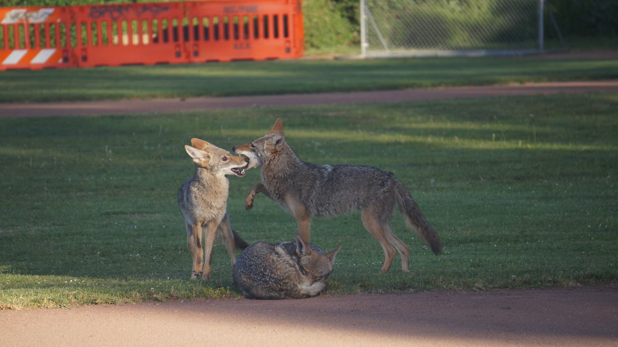 Three coyotes playing on the lawn in a park