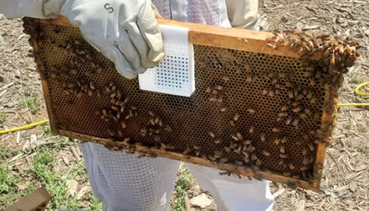 A beekeeper holding a beehive frame