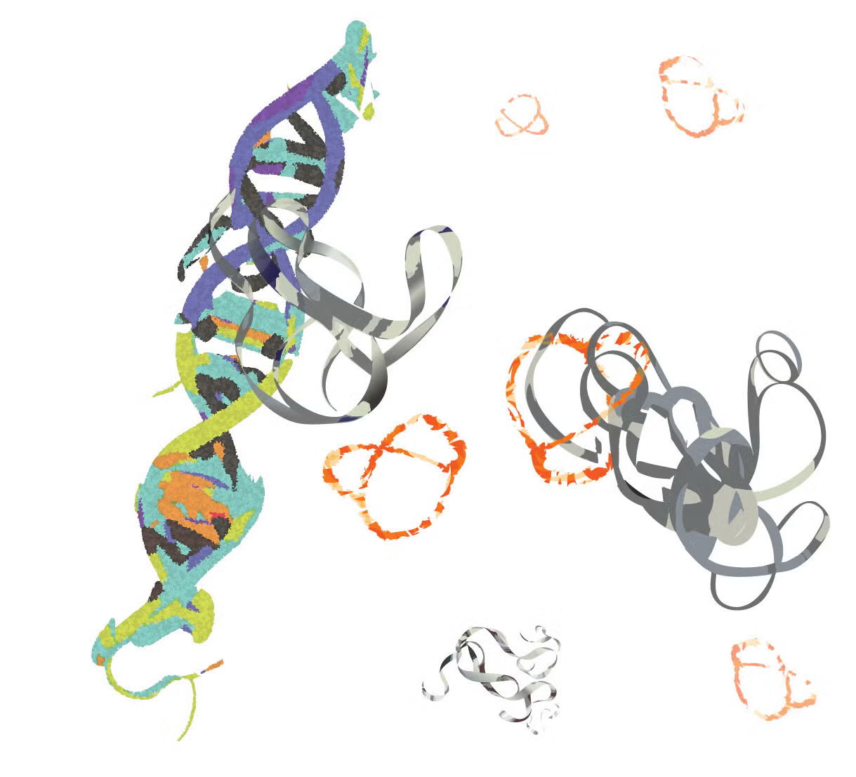 An illustration of MYC proteins (loose gray ribbons) interacting with a DNA double-helix