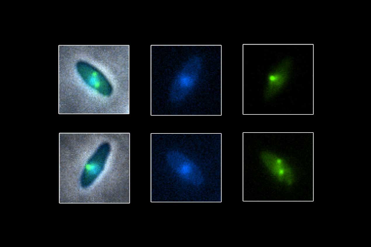 Six images on a black background. Top and bottom rows mirror each other. First column has one greenish oval with a green dot on it, each oriented differently; second column has two blue ovals with blue dots on them, each oriented differently; third column has blackish ovals with green dots on them, each oriented differently, bottom oval with what looks like two dots