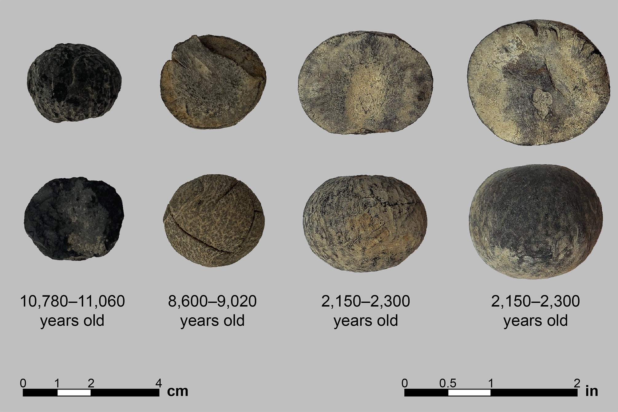 Ancient avocado pits in comparison, showing how they get larger over time from 10,780 to 2,150 years ago