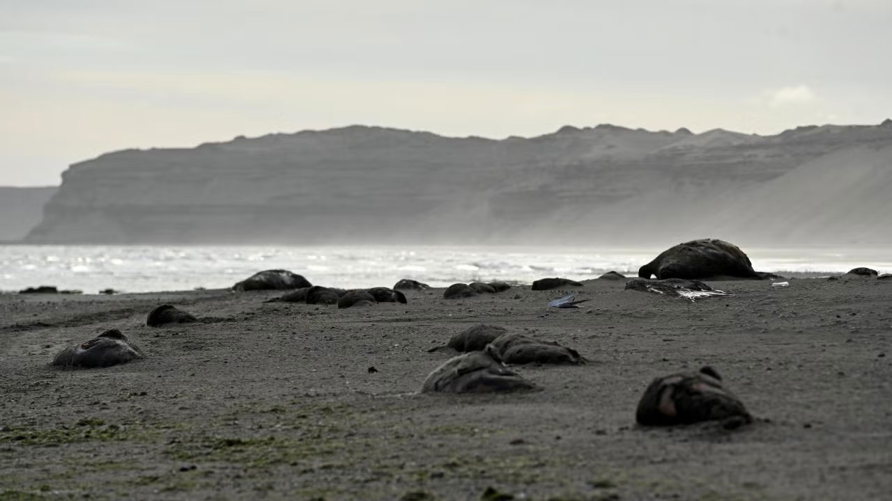 Severa seal carcasses on a desolate ocean beach.