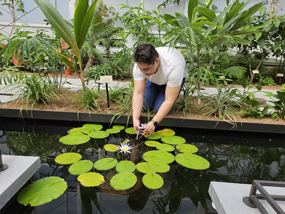 Liam McEvoy kneeling at the edge of an artificially constructed pond, picking a flower from a floating cluster of lily pad leaves