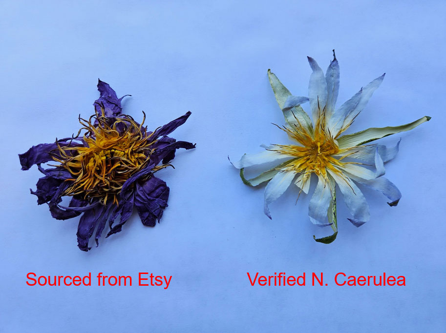 Two dried flowers side-by-side on a light blue background. The left flower is purple and labeled with red text: Sourced from Etsy. The right flower is white and labeled "Verified N. Cerulea"