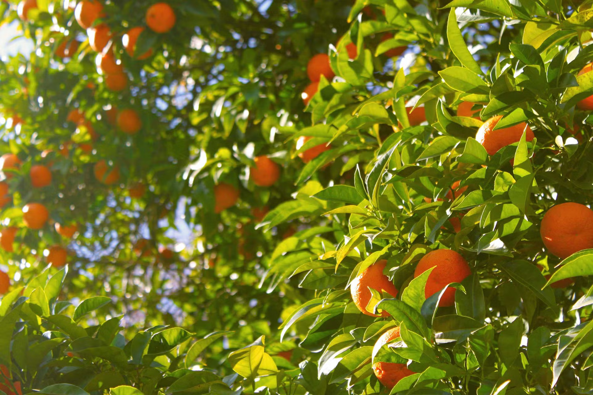 A mandarin tree with a number of mandarins on it in the sun