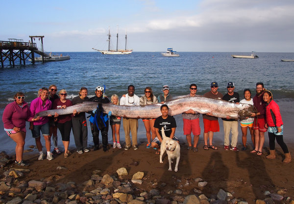 Giant oarfish