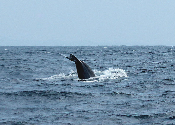 Sri Lankan blue whale