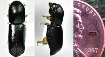 Ambrosia beetle photographs and beetle next to a penny