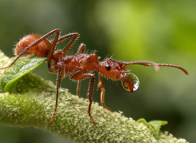 Argentine ants invade