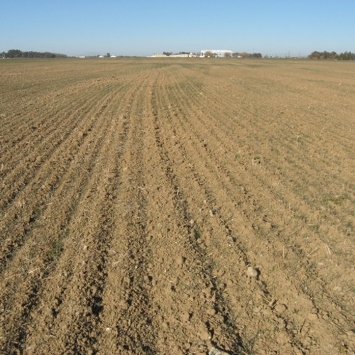 dry field