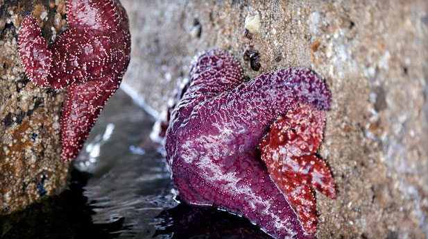 baby sea stars