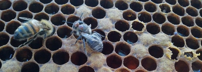 Secrets of bee honeycombs revealed - News - Cardiff University