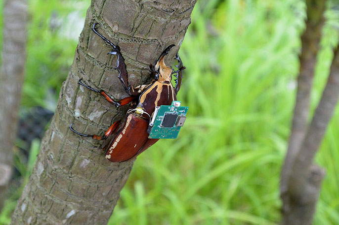 UC Berkeley bettle cyborg