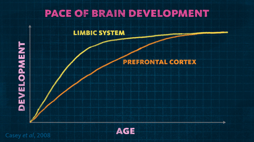 Age Brain Development Chart