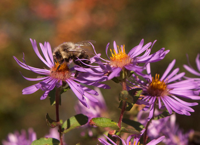 bumblebee among flowers