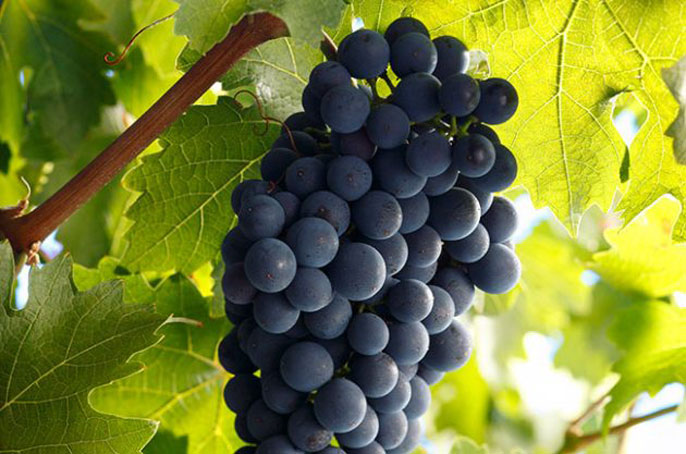 Cabernet Sauvignon UCal