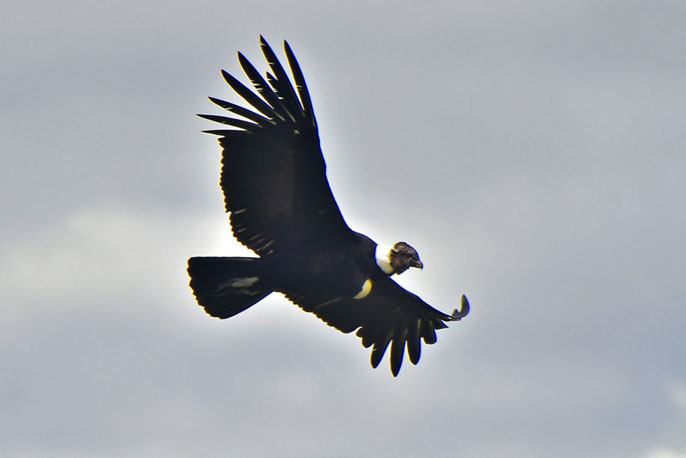 UC San Diego condor