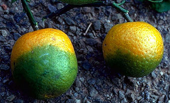 fruit affected by citrus greening