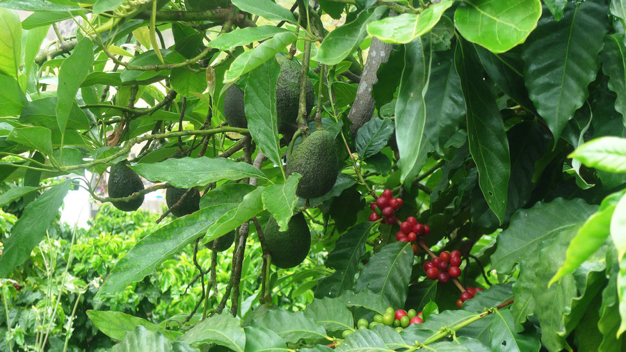 coffee beans grow next to avocados