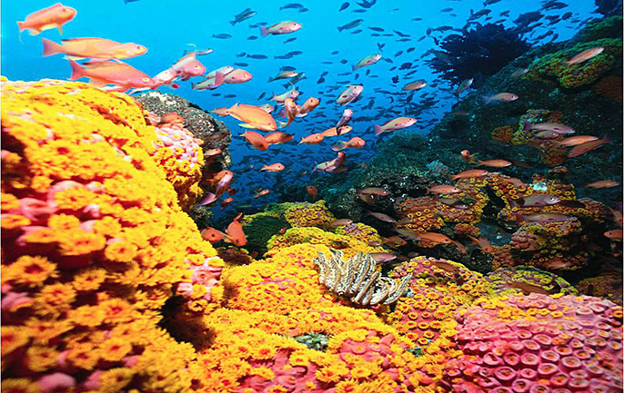 coral reef