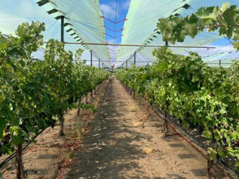 Grape vineyards under shade screens