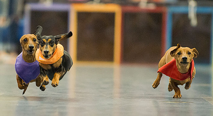 racing dachshunds