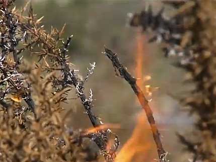 fire in dry foliage