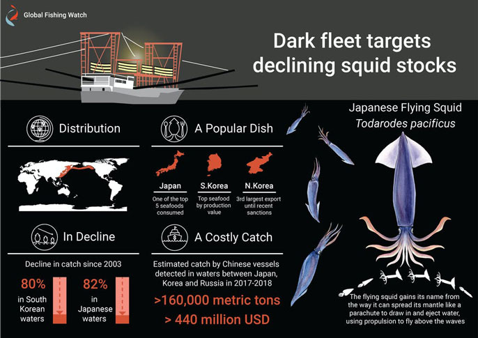 Flying squid infographic