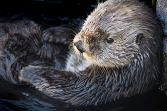 Gidget sea otter