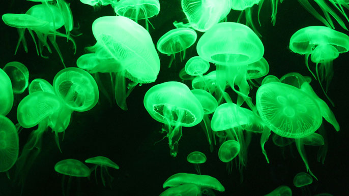 bioluminescent jellyfish