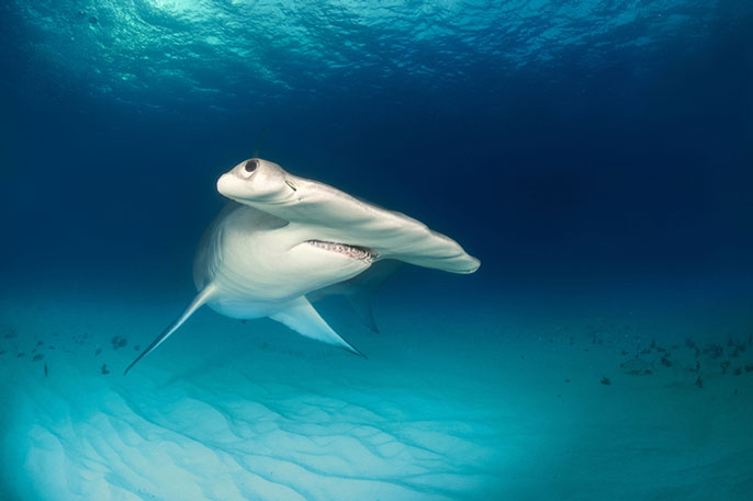 hammerhead swims