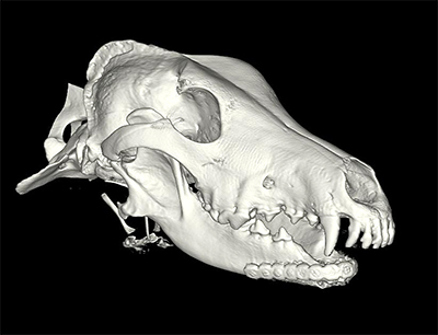 CT scan image of Hoshi&#039;s skull