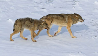 wolves at Isle Royale