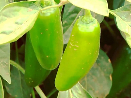 Jalapeno peppers