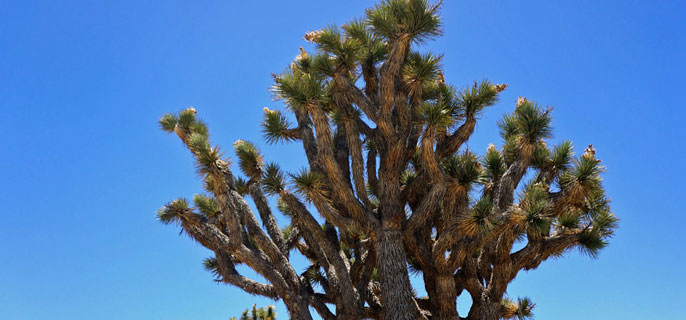 Joshua Tree UC Riverside