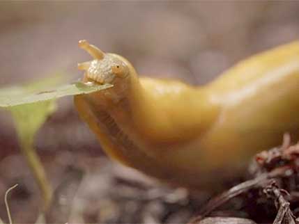 banana slug eats leaf