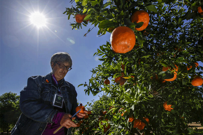 Tracy Kahn, curator of UC Riverside's Citrus Variety Collection, talks about the ponkan tangerine to a group of flavorists from Givaudan visiting the university's grove. (Credit: Los Angeles Times)