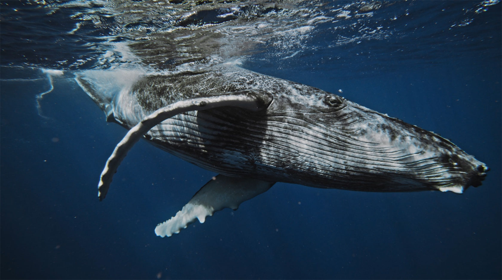 A humpback whale swims near the surface of the ocean, photographed from underwater